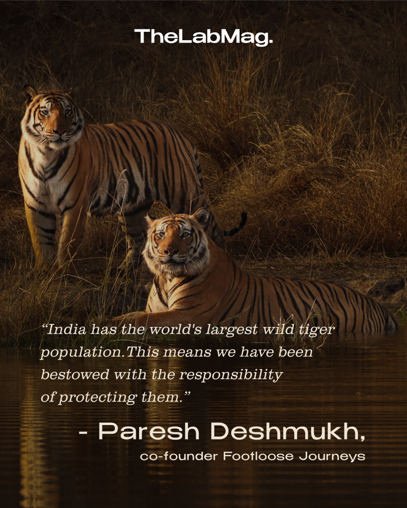 Image of tigers with text that quates Paresh Deshmukh saying that it's our responsibility to protect the tigers