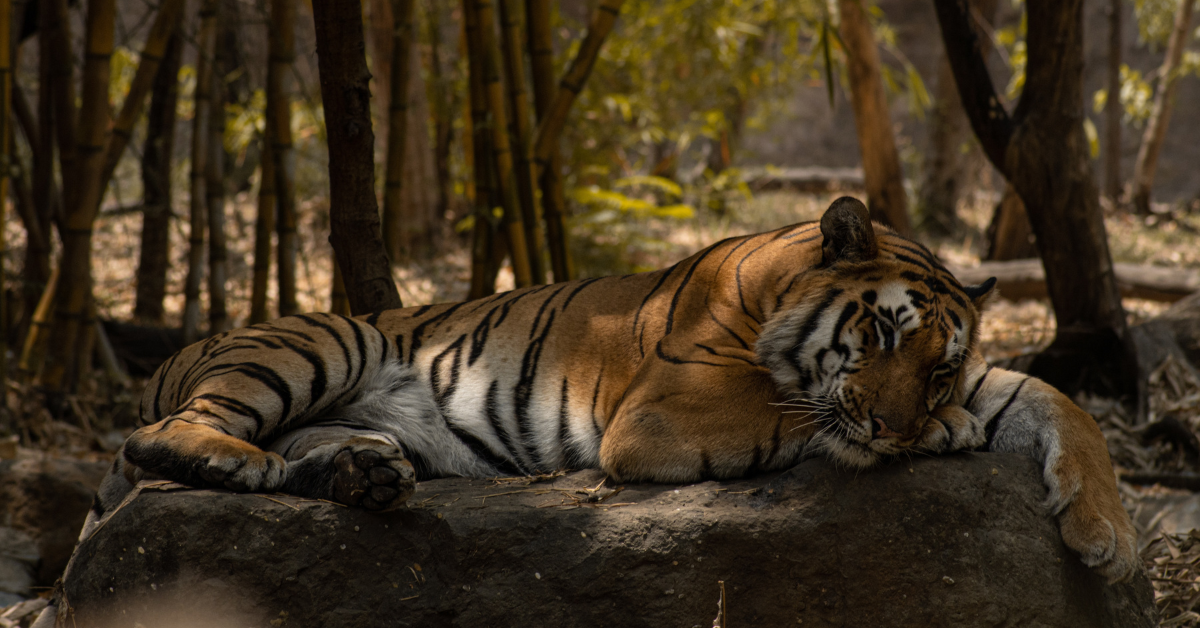 Tiger in Indian jungle sleeping on a rock