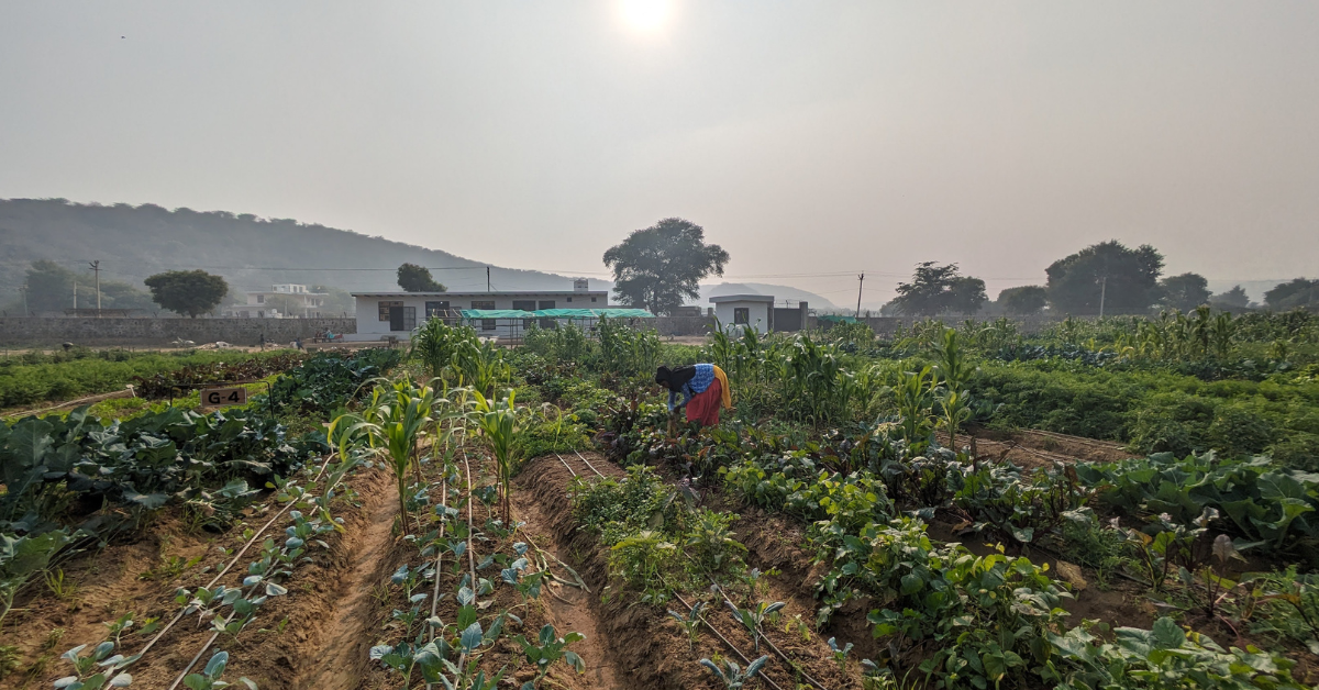 A lady farmer is farming organic vegetables to buy in Delhi