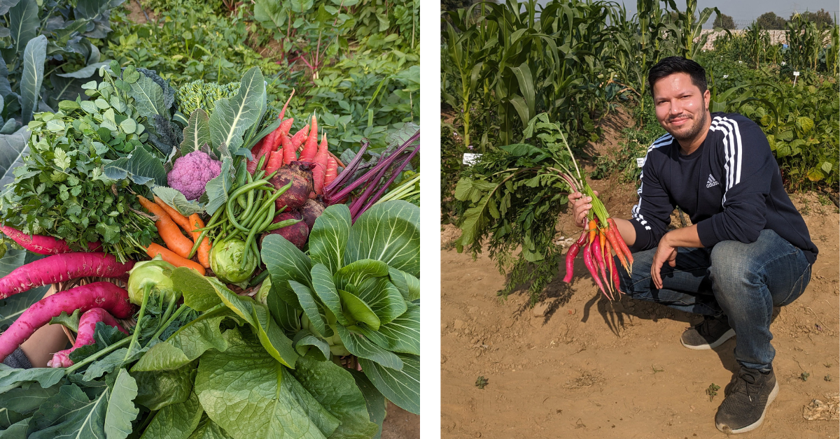 A split image or fresh organic product to buy in Delhi and a man holding freshly harvest red carrots in the farm